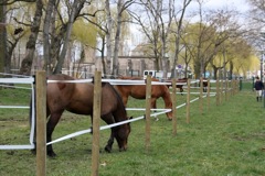 installations_paddocks